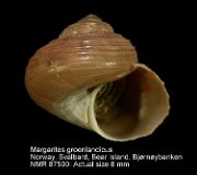 Margarites groenlandicus (2)